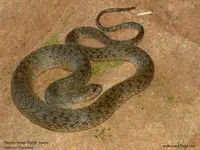 floridagreenwatersnake.webp