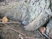 spoon enveloped by tree roots found by LowBatts.webp