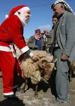 sheep.webp