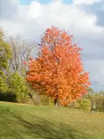 Brightly adorned.webp