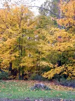 \'Ol Stumpy.webp