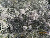 Name_of_Plant.webp