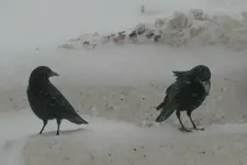 crows 1.webp