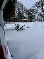 snow cactus.webp