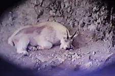 Goat 11.webp