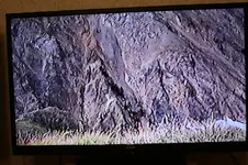Goat 44.webp