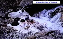 Goat Cape.webp