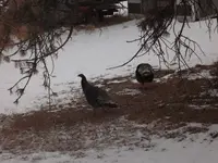 DSCF5561.webp