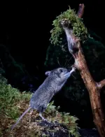 MouseIMPDSZJPG.webp