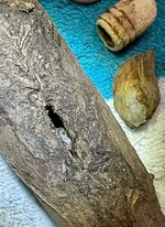 vh4.webp