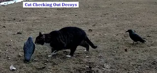 Cat & Decoys 1.webp