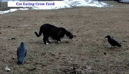 Cat & Decoys 2.webp