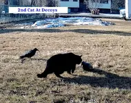 Second Cat.webp