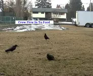 Throwing Feed 2.webp