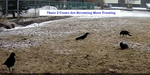 2 crows.webp