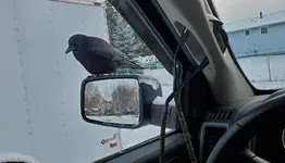 Crow Comfortable.webp
