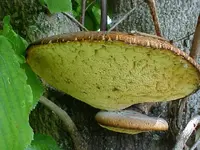 Yellow Mushroom.webp