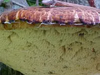 Yellow Mushroom Clouse Up.webp