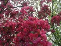 Flowering Crab summer 08.webp