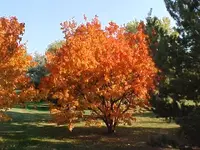 Fall orange.webp