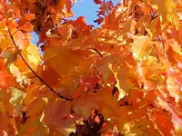 Fall Orange2.webp