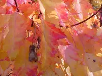Fall Yellow.webp