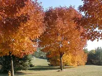 Fall Yellow 3.webp