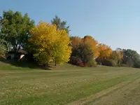 Fall Yellow Back yard.webp