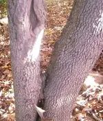 treerockview.webp