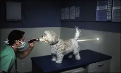 dog.webp