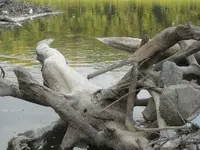 DSCN0088.webp