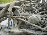 DSCN0089.webp