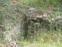 IMG_2608a.webp