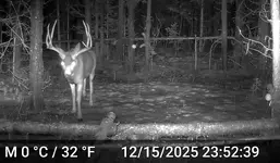 JUNE Buck 00.webp