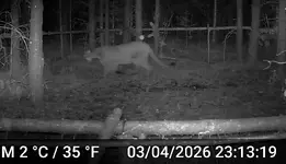 Cougar.webp