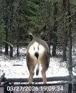 Jumping Doe.webp
