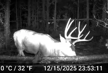 JUNE Buck 01jpg.webp