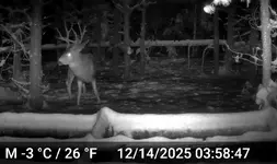 Buck dec14 2025.webp