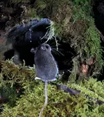MOUSEHL2DZJPG.webp