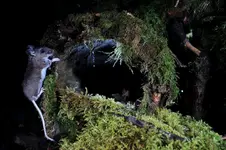 MOUSEHL3DZJPG.webp