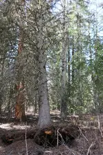 UpRoot 1.webp