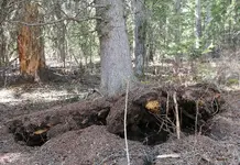 UpRoot 2.webp
