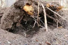 UpRoot 3.webp