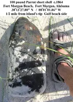 parrot shell.webp