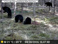 Bear On Fence.webp