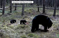 Mama With Small Cubs.webp