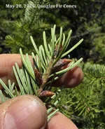 Douglas Fir Cones.webp