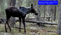 Bull Moose Shedding.webp