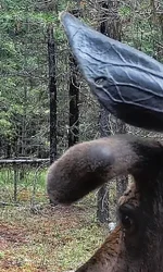 Hole In Ear Moose.webp