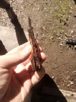 knife 3.webp